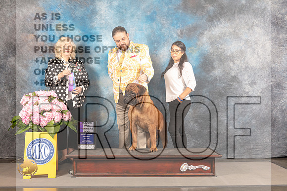 Bull Mastiff #9 THUR WD Major Judge Karen McFarlane_MJ_3847_Houston_2022_HR3