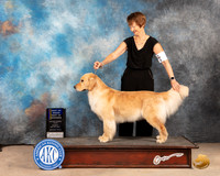 Golden Retriever #26 Sun BOB Judge Gloria Kerr