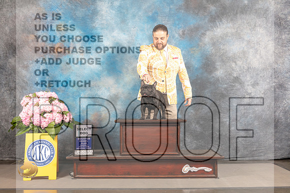 French Bulldog #25 THUR SD Judge Joe Walton_MJ_3873_Houston_2022_HR3