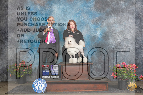 Poodle Miniature #18 Fri WBBOS Judge Dale Martenson__JP_4385_San Antonio_2024_HR3