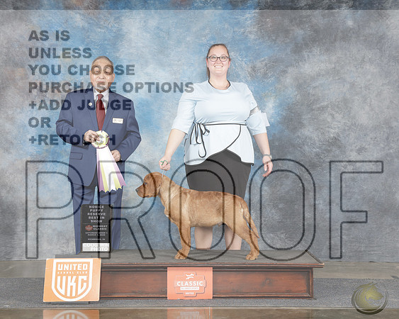 Labrador Retriever #194 Sat Show 1 NPRBIS Judge Stan Matsumoto (1)Labrador Retriever #194 Sat Show 1 NPRBIS Judge Stan Matsumoto (1)_WP_7749e-Midwest Classic Richmond IN 2025-HR3