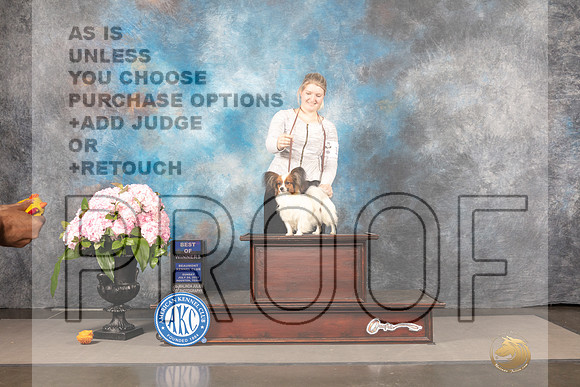 Papillon #7 Sun WDBOW Judge Barbara Alderman_MJ_8320_Houston_2022_HR3