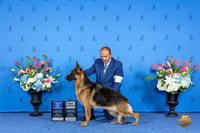 German Shepherd Dog #25 FRI WD BW NC Judge Ann Yuhasz