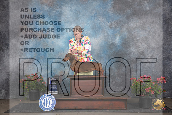 Dachshund Smooth #11 Sat WDBOWMCH Judge Christie Martinez __JP_5130_San Antonio_2024_HR3