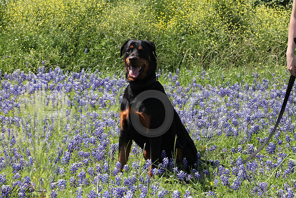 JennHartman-0181LR
