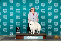 American Eskimo #925 Sat BOW Judge Deb Allen