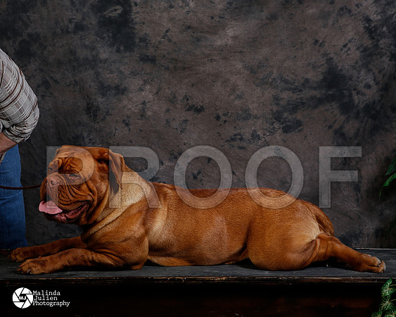DOGU-4659-FWMar14-HR