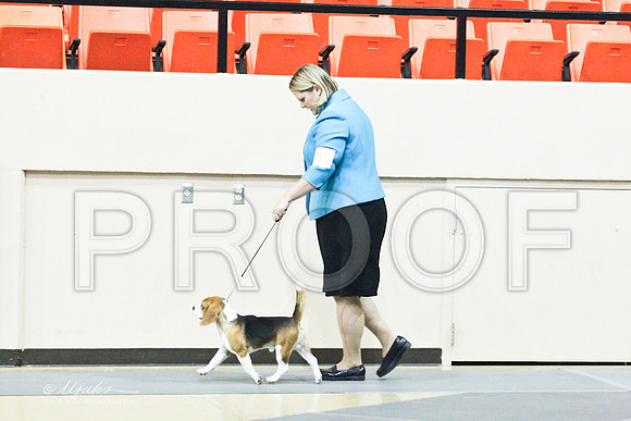 Beagle-8477LR