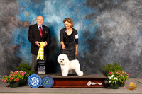 Bichon Frise #7 Sun G3 Judge Robert Shreve
