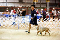 Australian Cattle Dog 6 to 9 Dogs Fri Sweeps Rings