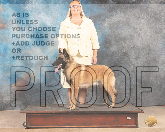 Belgian Malinois Custom-MMJ_3075-Addison2022-HR3