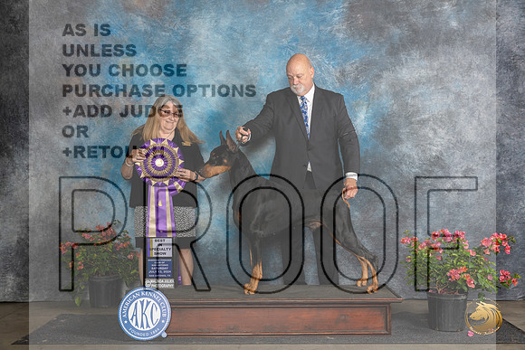 Doberman PInscher #19 Sat BISS Judge Bridget Brownn__JP_5083_San Antonio_2024_HR3