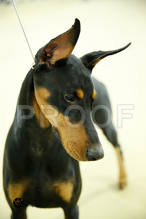 dobe-7093-HtoJan14-HR