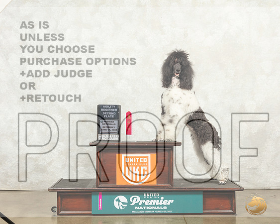 Poodle Std MC #1144 __MJ_9163_Premier_2022_HR3