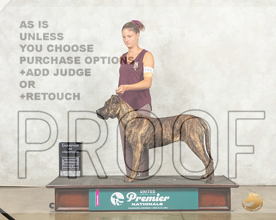 Presa Canario #1039 Sat COC__MJ_9067_Premier_2022_HR3