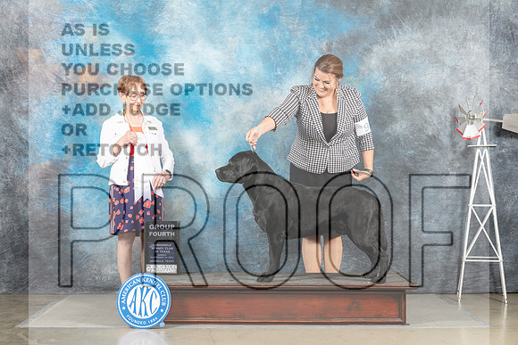 Labrador Retriever #9 Sun G4 Judge Sharon Derrick-_MJ_5076-HR3