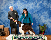 English Springer Spaniel #5 Sat BOB New GrCh +A2