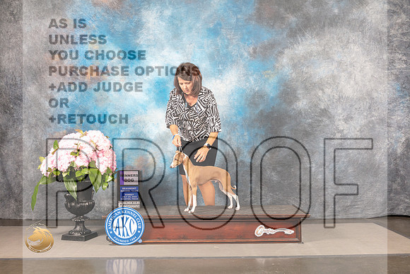 Italian Greyhound #39 SUN WD BOW Judge Barbara Alderman_MJ_8214_Houston_2022_HR3