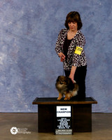 Pomeranian Bridget McDonald