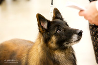 Belgian Tervuren Sun Ring