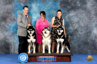 CUSTOM Alaskan Malamute WED Judge Jon Cole