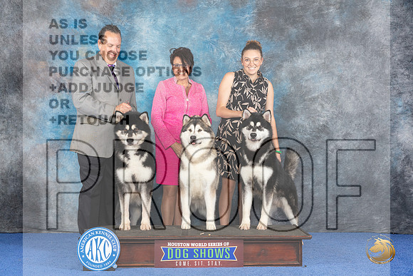 CUSTOM Alaskan Malamute WED Judge Jon Cole__JP_7357_Houston_2024_HR3