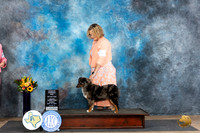 Miniature American Shepherd #9 see card