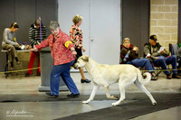 Anatolian Shepherd Sat Ring