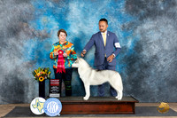 Siberian Husky #8 Fri G2 Judge Sandra Walker