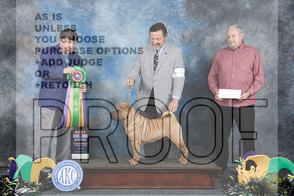 Shar Pei #5 Sun BIS Judge Charles Olvis_WP_3614-Alexandria 2025-HR3