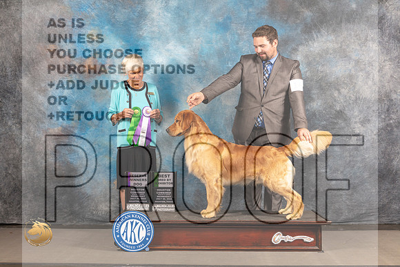 Golden Retriever #29 Wed RWD Judge Pluis Davern_MJ_2978_Houston_2022_HR3
