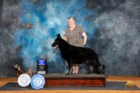 German Shepherd Dog #7 Fri WDBOW Judge Karen Hynek