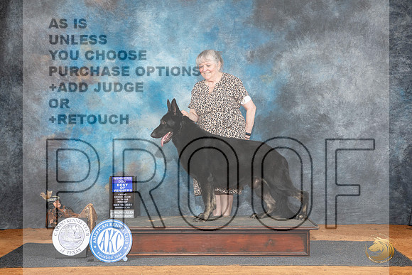 German Shepherd Dog #7 Fri WDBOW Judge Karen Hynek__JP_6915_MARSHALL_2024_HR3