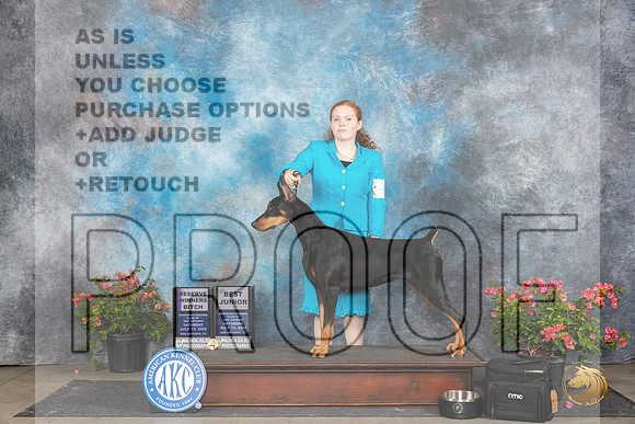 Doberman Pinscher #6 J500 Sat RWB BJr Judge Bridget Brownn__JP_5096_San Antonio_2024_HR3