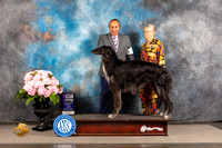 Borzoi #21 FRI WD Major Judge Timothy Catterson