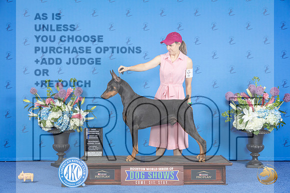 Doberman #21 SAT WD BOW M Judge Jon Cole__JP_9674_Houston_2024_HR3
