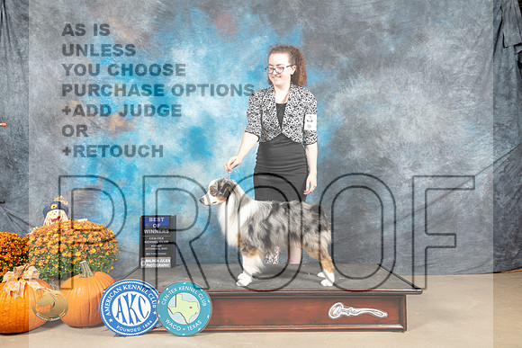 Miniature American Shepherd #11 Sun BOW Judge Steve Keating_MJ_6586_Belton_2022_HR3