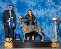 Greyhounds #6 Thrs G1 Steele Melanie A Phelan R Tomlin R Gaudet Agent Rindi A Gaudet Judge Mr James G Reynolds