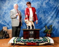 French Bulldog #25 Fri BOB +A1
