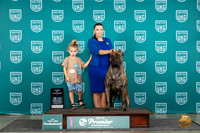 Cane Corso #907 Thur AOE Judge Diane Price