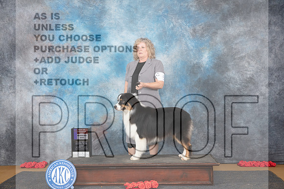Australian Shepherd #5 Sun WDBOW Judge Anne Catterson__JP_0726_Sulphur Springs_2024_HR3
