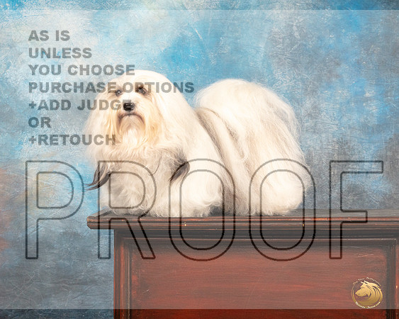 Havanese #12 Sun r_MJ_1228_SA_2022_HR3