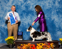 Cardigan Welsh Corgies #7 Sat G1 Shirey Shelly Ron Shirey Judge Mr Richard J Lewis