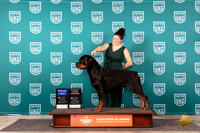 Rottweiler #287 Sun G1 Judge Kathryn Baxter