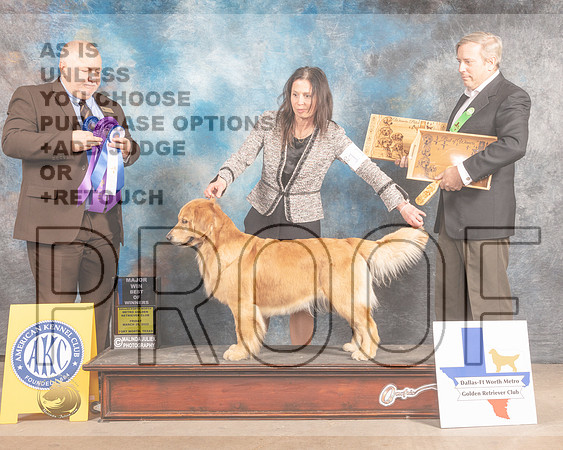 Golden Retriever #118 Fri BOW Judge Gordon Hayburn-MMJ_7538-FW2022-HR3