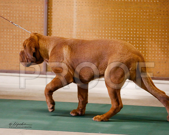 Dogue-8456-NormNov13-HR