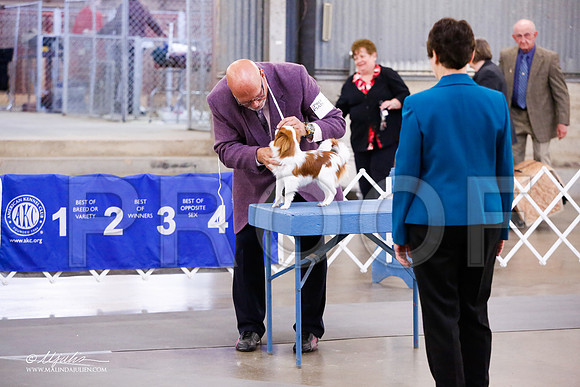 _JJ_7713-AddisonHuskyMar2015-HR3