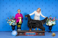 Gordon Setter #5 SAT G3 Judge Sandra Lex