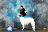 Borzoi #5 Sun BOBOHBOB Judge June Penta