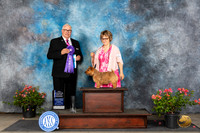Norwich Terrier #16 BOWCH Judge John F Booth